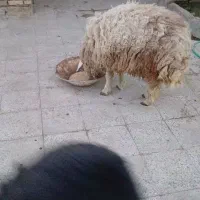 بره نر