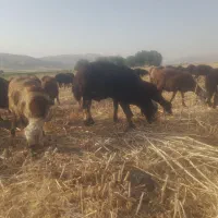 قوچ افشار بروجردی وبره قوچ قزل افشار