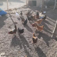 فروش مرغ محلی