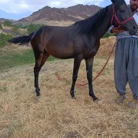 فروشی|اسب و تجهیزات اسب‌سواری|مهاباد (آذربایجان غربی), |دیوار