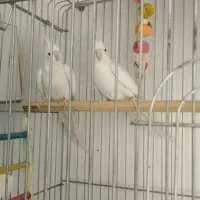 عروس  هلندی