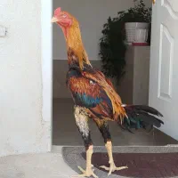 خروس لاری