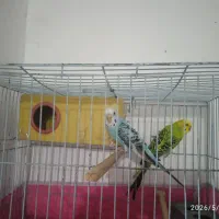 دوعدد مرغ عشق جوان