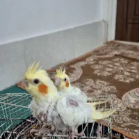 عروس هلندی سرلاکی