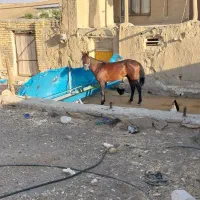 اسب نمیان کرد 4سال