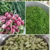 سبزیجات اماده رب گوجه و آبلیمو  خانگی