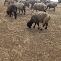 گوسفند ترکی