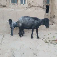 میش یک ساله