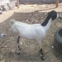 دوعددبز اوس ویک زایده.باگهره‌نربزرگ