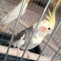 عروس هلندی مولد