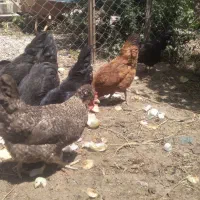 مرغ رسمی تخم گذار