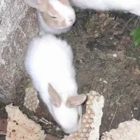 خرگوش  یک ماهه