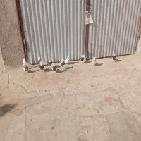 کبوتر