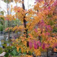 درخت انجیلی اهن