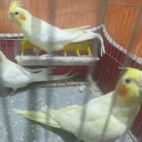 جوجه عروس هلندی