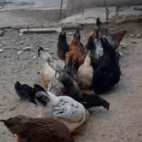مرغ