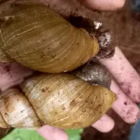 حلزون آلبینو ۹ سانتی