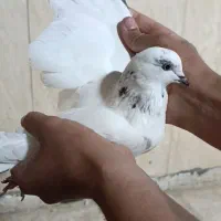 کبوتر کفتر پرنده