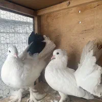 کفتر دم چتری کار داده