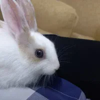 خرگوش