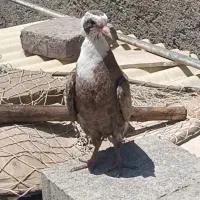 کلاغ کربلایی هفترنگ جوجه