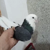 کفتر