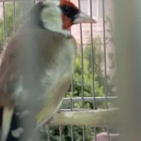 سهر جوجه قفس