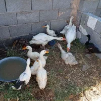 غاز و اردک