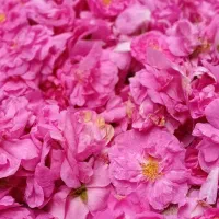 گل محمدی|گل و گیاه طبیعی|شوط, |دیوار