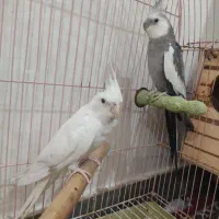 عروس هلندی بالغ رودان