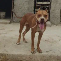 سگ پیتبول نگهبان نر و ماده جوان
