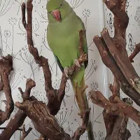 ملنگو اهلی