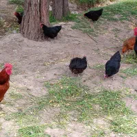 مرغ و خروس محلی