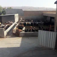 دامداری دامشهر قلعه 50 راسی