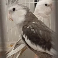 یک جفت عروس هلندی سرحال