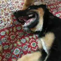 سگ روتوایلر