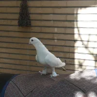 نر حندقی دم سیاه