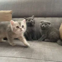 بچه گربه های بریتیش ماده