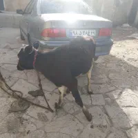 گوساله ۷ ماهه