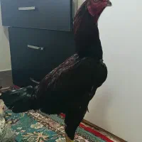 خروس لاری و  و جوجه لاری
