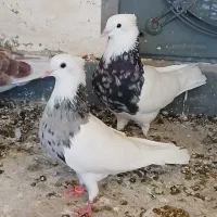 جفت طوق هفترنگ