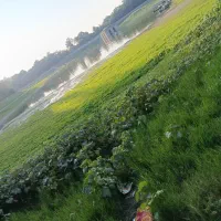 زمین