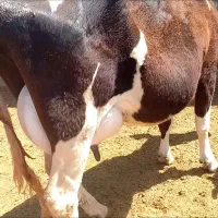 گاو با گوساله