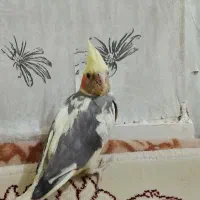عروس هلندی پرنده