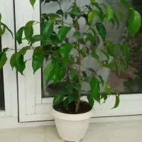 گلهای طبیعی