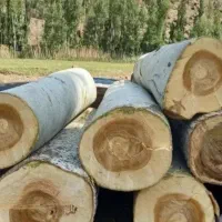خرید چوب و قطع هر نوع درخت  (چوبوری)