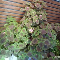 گل طبیعی زیبا برای باغچه و خونه