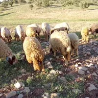 گوسفند سنجابی