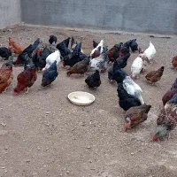 مرغ|حیوانات مزرعه|سبزوار, اسلام آباد|دیوار