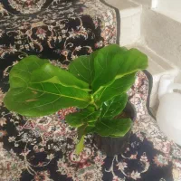 گل فیکوس